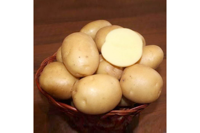 Семенной картофель Колобок (порция 500 г)