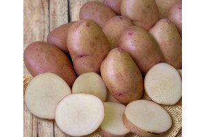 Семенной картофель Корнет (порция 500 г)