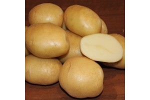 Семенной картофель Крепыш (порция 10 шт.)