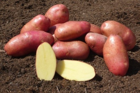 Семенной картофель Ред Фэнтази (порция 500 г)