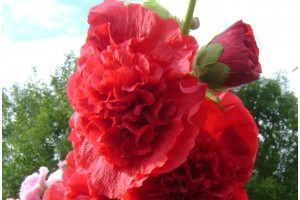 Шток-роза Ред