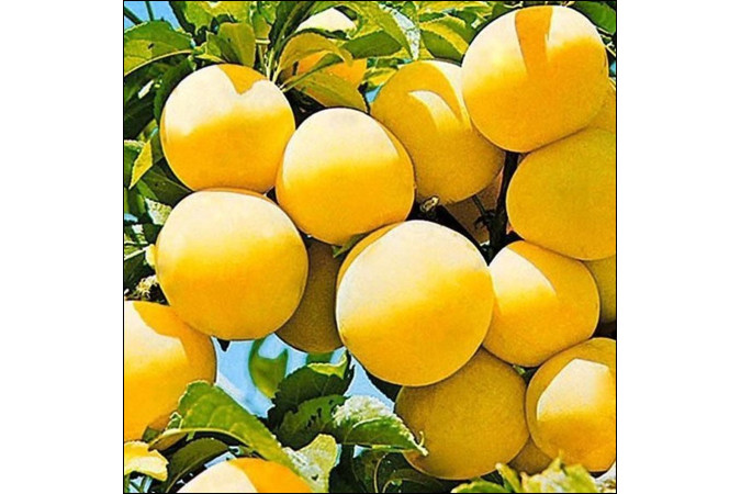 Слива Скромница