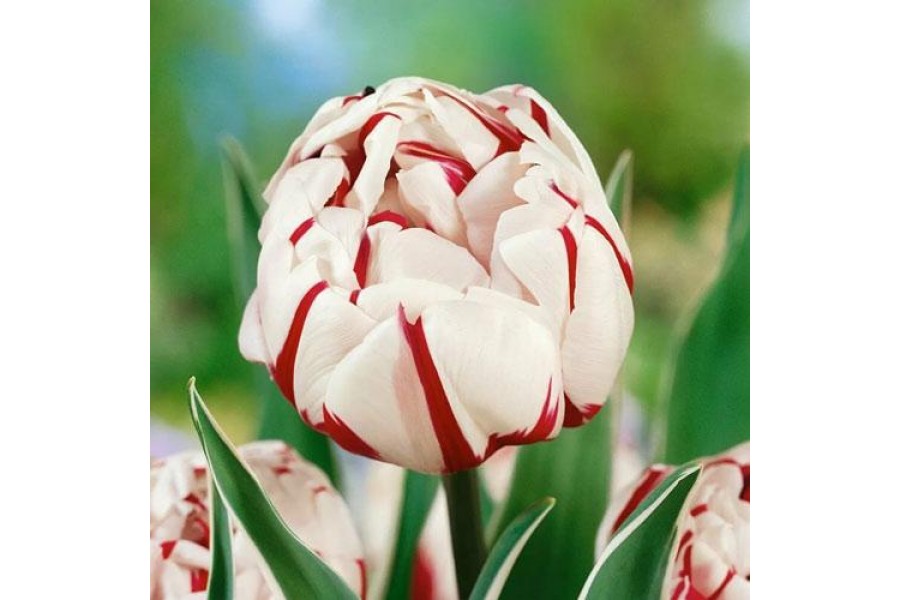 Тюльпаны Стрипед Флаг Фото