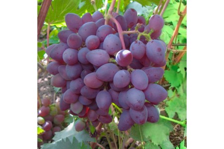 Виноград Ася